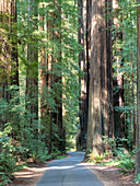 Straße durch die Redwoods, Avenue of Giants, Humboldt Redwoods State Park, Kalifornien, Vereinigte Staaten von Amerika, Nordamerika