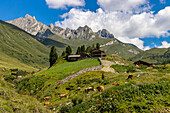 Cows and mountain hut in summer, Aurina Valley, Dolomites, South Tyrol, Italy, Europe