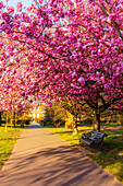 Cherry blossom in Greenwich Park, London, England, United Kingdom, Europe