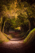 Tree tunnel with autumn colours at Halnaker Mill, Sussex, England, United Kingdom, Europe