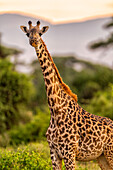 A Giraffe (Giraffa), in the Maasai Mara National Reserve, Kenya, East Africa, Africa