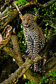 Leopard (Panthera pardus), resting in a tree in the Maasai Mara National Reserve, Kenya, East Africa, Africa