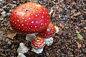 Amanita Muscaria (fly agaric) mushrooms in the underwood with a processionary bug climbing one of them, Emilia Romagna, Italy, Europe