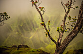 A tree branch with fresh growth in front of a soft backdrop of the NaPali Coast mountains, Hawaii, United States of America, Pacific