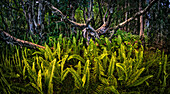 Papierrinde (Melaleuca quinquenervia) Cajeputbaumwald und Farne in den inneren Bergen von Kauai, Hawaii, Vereinigte Staaten von Amerika, Pazifik