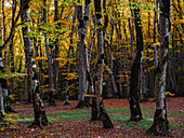 Sabaduri Forest, Tbilisi, Georgia (Sakartvelo), Central Asia, Asia