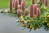 Close up of cones of Korea fir (Abies koreana)