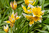Nahaufnahme von Stern-Tulpen (Tulipa urumiensis) 
