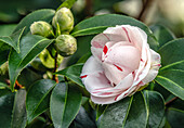 Blüte einer Camellia Japonica, "Contessa Lavinia Maggi", Sachsen, Deutschland