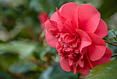 Rosafarbene Blüten einer Camellia Japonica Chandlers Elegans, Sachsen, Deutschland