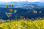 Mountain panorama from the Hochgrat in Oberallgäu in Bavaria in Germany
