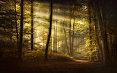 Morgenstimmung im Buchenwald im Herbst südlich von München, Bayern, Deutschland, Europa