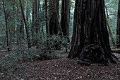 Redwood Forest at Dusk, Big Basin Redwoods State Park, Boulder Creek, California, USA