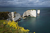 Old Harry Rocks on the Jurassic Coast, UNESCO World Heritage Site, Swanage, Dorset, England, United Kingdom, Europe
