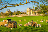 Blick auf Schafe und Frühlingslämmer in Elmton Village, Bolsover, Chesterfield, Derbyshire, England, Vereinigtes Königreich, Europa