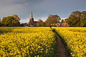 Footpath in rapeseed field to village of Peasemore and St. Barnabas church, Peasemore, West Berkshire, England, United Kingdom, Europe