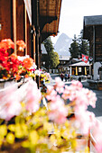 Colorful summer flowers hanging from balcony of a wooden chalet in Murren, Jungfrau Region, Bern Canton, Switzerland, Europe