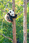 Bei Bei the Giant Panda climbs a tree in his enclosure at the Smithsonian National Zoo in Washington DC, United States of America, North America