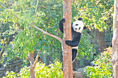 Bei Bei the Giant Panda climbs a tree in his enclosure at the Smithsonian National Zoo in Washington DC, United States of America, North America
