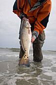 A surf fisherman holds a large Red Drum just caught in the Atlantic off the Outer Banks of North Carolina, United States of America, North America
