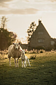 Junges Lamm und Mutter mit dem Bauernhaus im Hintergrund in Oxfordshire, England, Vereinigtes Königreich, Europa