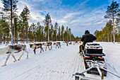 Herding reindeer in beautiful snowy landscape of Jorn, Sweden, Scandinavia, Europe
