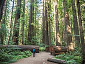 Hiker in a redwood grove on the Avenue of Giants, Humboldt Redwoods State Park, California, United States of America, North America