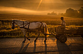 Ein älterer Mann auf dem Weg zum Sammeln von Heu in seinem Pferdewagen im Morgengrauen, Rumänien, Europa