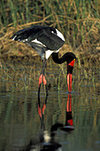 Afrika, Botswana, Moremi Game Reserve, Saddle-Billed Stork (Ephippiorhynchus senegalensis) Fütterung im Bach in der Nähe von Xakanaxa