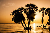 Africa, Kenya, North Rift District, Turkana Land, Eliye Springs on Lake Turkana, sunrise on the beach, through the palms.
