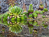 Riesige Lobelia (Lobelia deckenii) mit Riesengreiskraut (Dendrosenecio keniodendron) spiegelt sich in einem Teich wider. Mount Kenya Nationalpark, Kenia, Afrika.