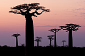 Afrika, Madagaskar, Morondava, 'Baobab Alley'. Der Affenbrotbaum des Grandidier (Adansonia grandidieri) zeichnet sich gegen den Morgenhimmel ab.