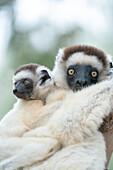 Africa, Madagascar, Anosy Region, Berenty Reserve. A female sifaka clings to a tree while its baby holding on to the mother's back.