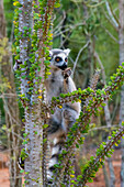 Madagaskar, Berenty, Berenty-Reservat. Ringschwanzmaki frisst Blätter von einem Alluaudia-procera-Baum und achtet dabei auf die scharfen Stacheln.