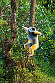 Madagascar, Andasibe, Vakona Lodge, Lemur Island. Diademed sifaka (Propithecus diadema) leaping from a tree.