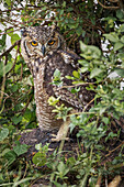 Spotted eagle-owl, Serengeti National Park, Tanzania, Africa