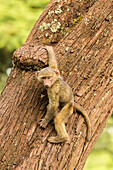 Afrika, Tansania, Ngorongoro-Krater. Olivgrünes Pavianbaby auf Baum.