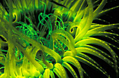 Indonesia. Fluorescence in Tube Anemone (Ceranth idai)