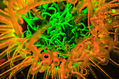 Unterwasserfluoreszenz emittiert und mit speziellem Sperrfilter fotografiert. Röhrenanemone (Ceranthidae) Alor, Indonesien