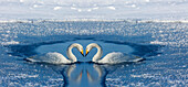 Whooper swans bill to bill on frozen Lake Kussharo, Hokkaido.