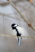 Asia, Japan, Hokkaido, Lake Kussharo, great tit, Parus major. A great tit sits on a branch with fluffy feathers due to the cold.