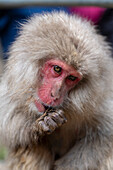Ein reifer Makaken, Schneeaffe, Nahaufnahme, der seine Pfote pflegt, Jigokudani Snow Monkey Park, Japan