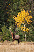 Bull Elk and Autumn Aspen tree