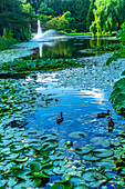 Ducks and lily Green lily pads, VanDusen Botanical Garden, Vancouver, British Columbia, Canada.