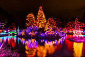 Orange, yellow and red Christmas trees with lights at Van Dusen Garden, Vancouver, British Columbia, Canada.