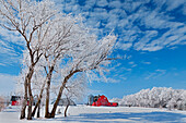 Kanada, Manitoba, Hazelridge. Raureif auf Bäumen und roter Scheune