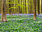 Belgien. Frühling im Blauwald