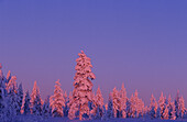 Europa, Nordeuropa, Skandinavien, Finnland, Lappland, Saariselkä, magische Farben bei Sonnenuntergang während des kalten lappländischen Winters.