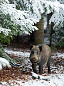 Wild boar (Eurasian wild pig, Sus scrofa) during winter in high forest. Bavarian Forest National Park. Germany, Bavaria
