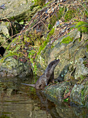 Eurasian Otter (Lutra lutra) during winter. Bavarian Forest National Park. Germany, Bavaria